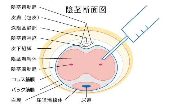 陰茎断面図のイラスト